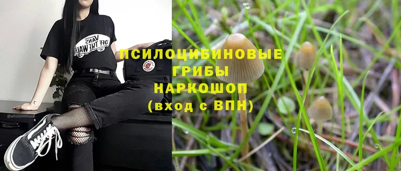 ссылка на мегу ONION  закладка  Анива  Галлюциногенные грибы Psilocybe 